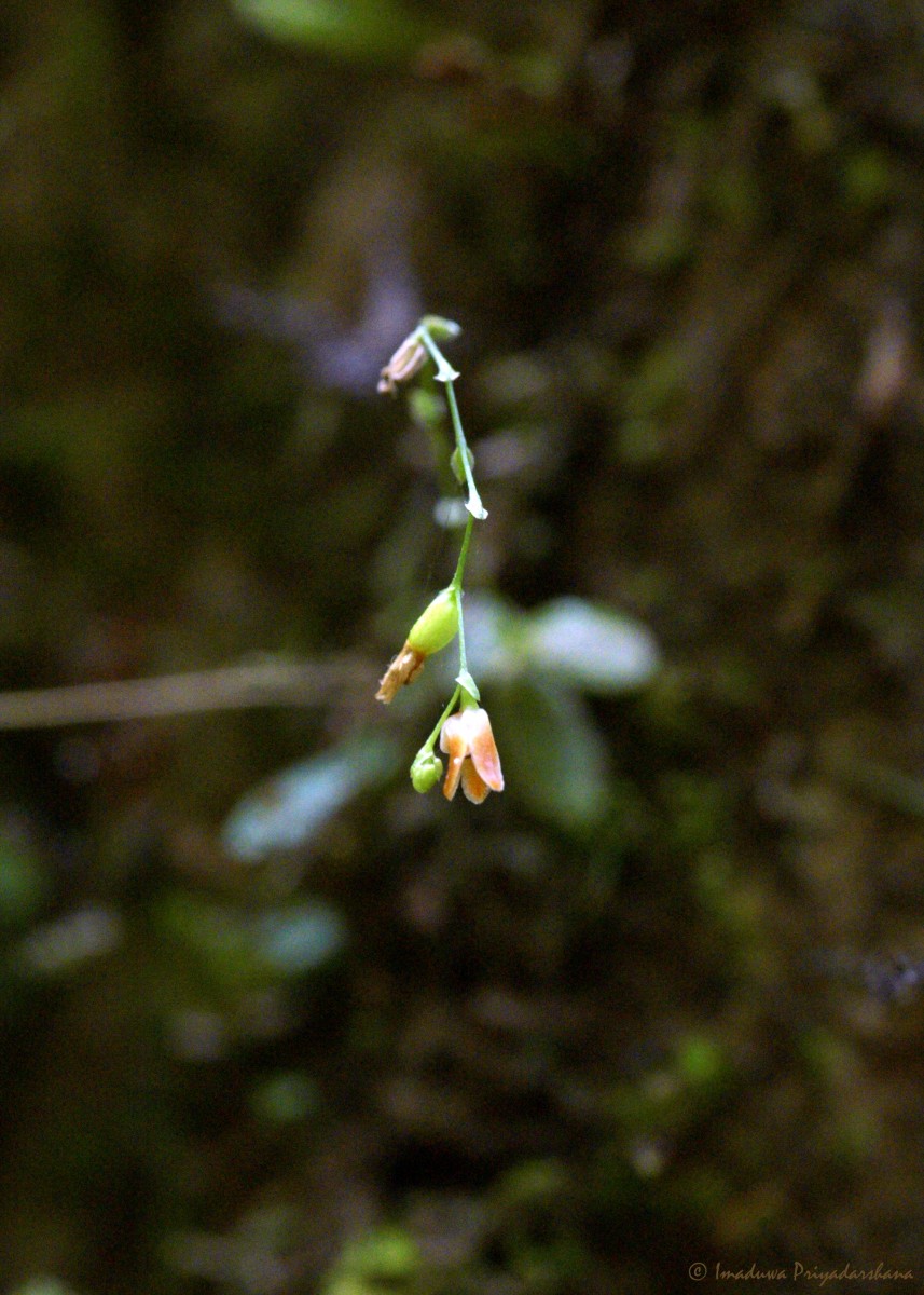 Porpax articulata (Lindl.) Schuit., Y.P.Ng & H.A.Pedersen